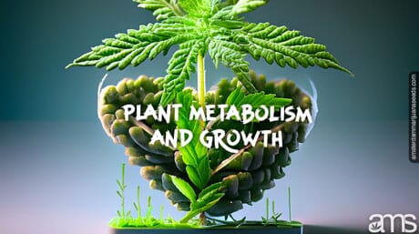 cannabis plant metabolism