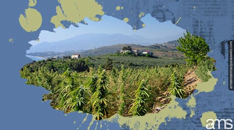 hills planted with cannabis plants