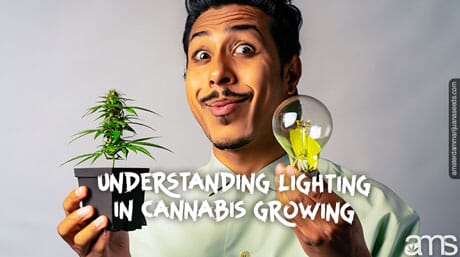 man with a weed plant and a light bulb
