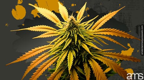 overheated marijuana plant
