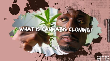 man observes a cannabis clone