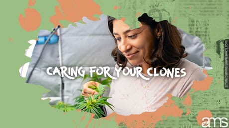 woman observes a cannabis clone