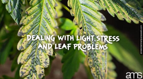 marijuana leaf with spots