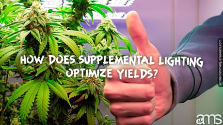 good marijuana plant yield