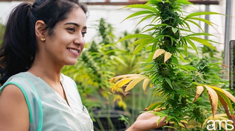 woman observes the quality of the weed plant