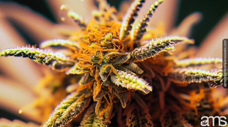 amber-colored trichomes of a cannabis plant