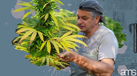 a grower analyzes the health of his plant