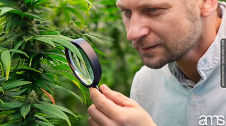 man in a greenhouse observes a plant with a magnifying glass