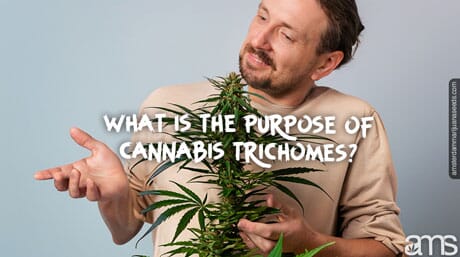 man wonders what is the purpose of Trichomes