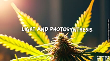 light effect on a marijuana plant