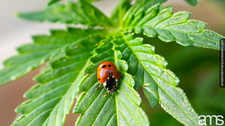 a ladybug on a cannabis leaf