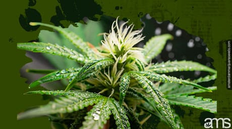 a healthy cannabis plant