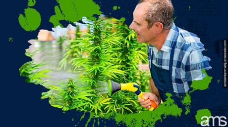 grower watering slowly his weed plants