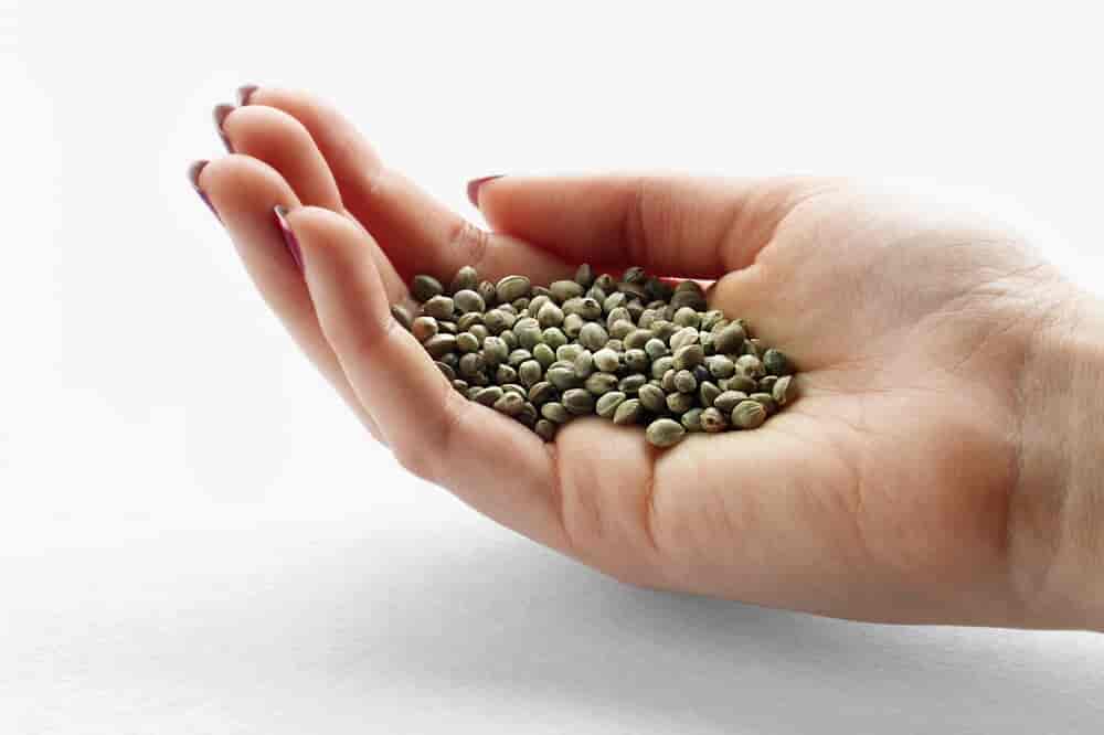 AmsterdamMarijuanaSeeds - Seeds in hand
