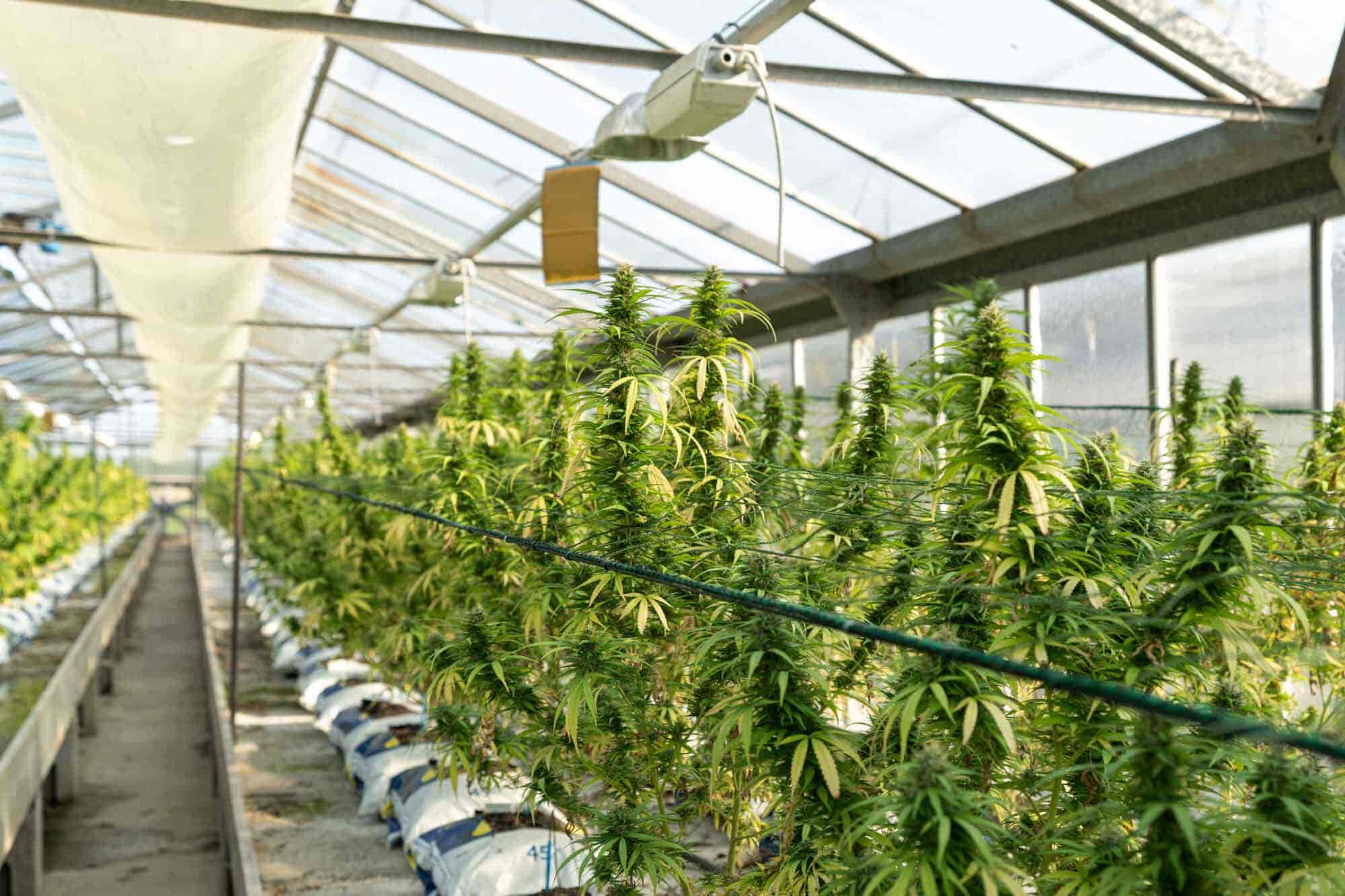 Big Cannabis Plants