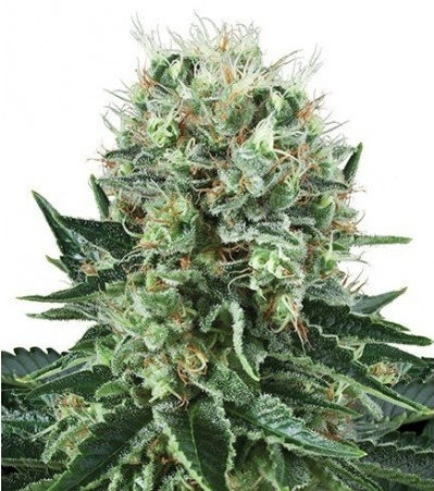 Big_Bubble_cannabis_flower
