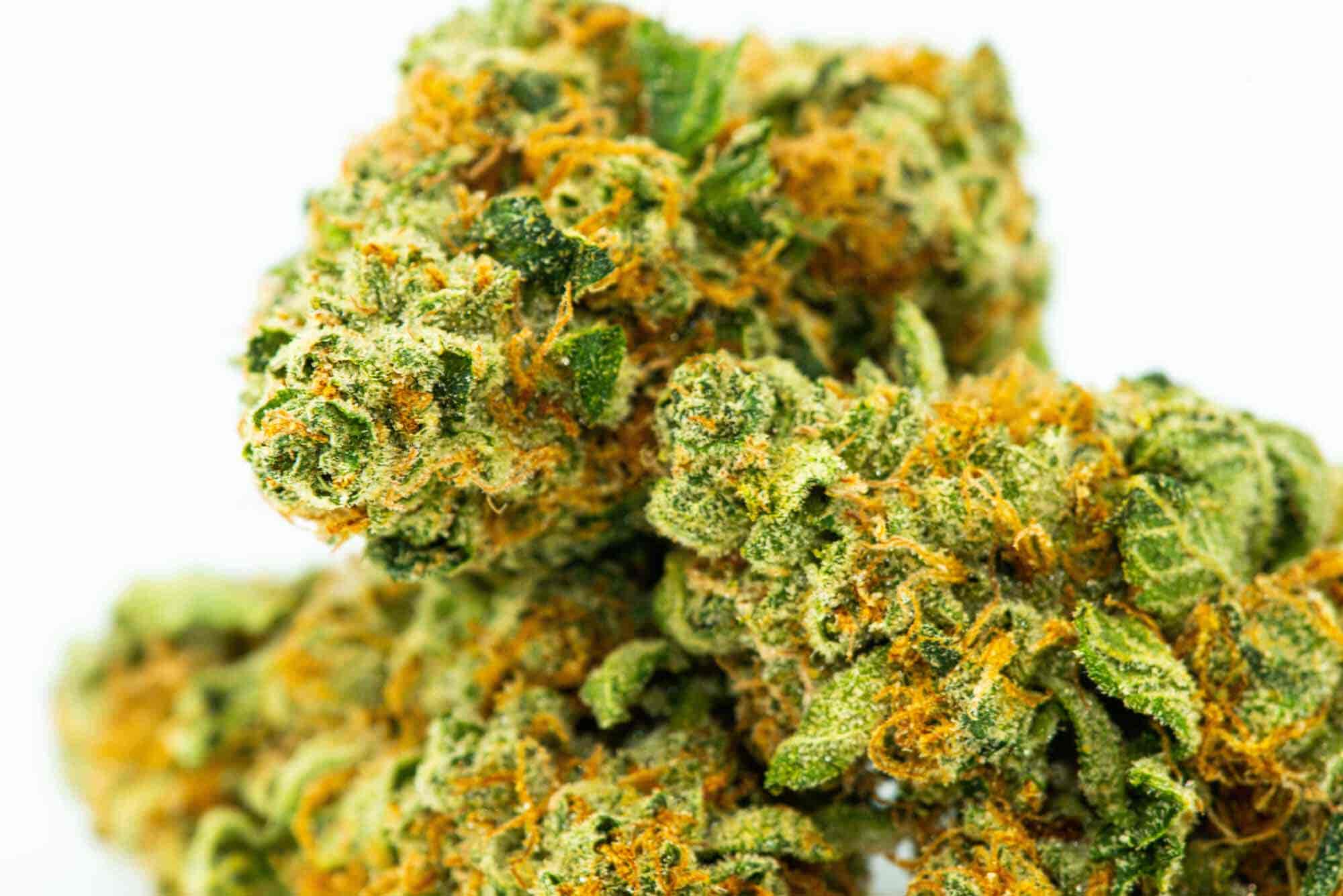 Close up dried cannabis bud THC chrystals
