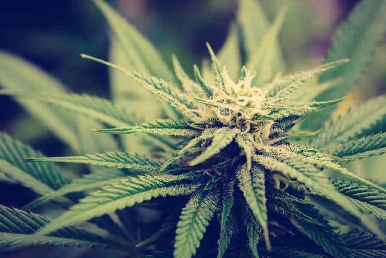 Cannabis Flowering Bud