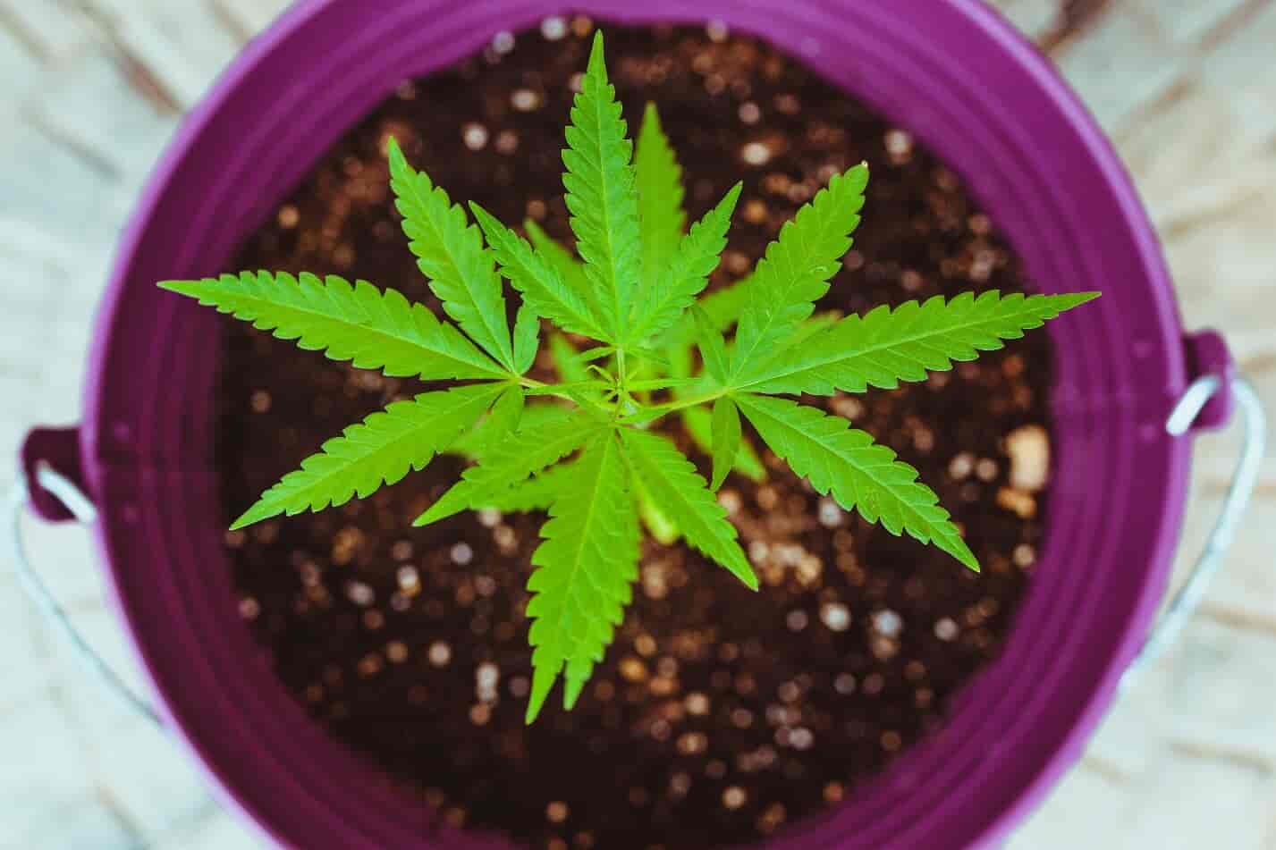 Cannabis in a Bucket