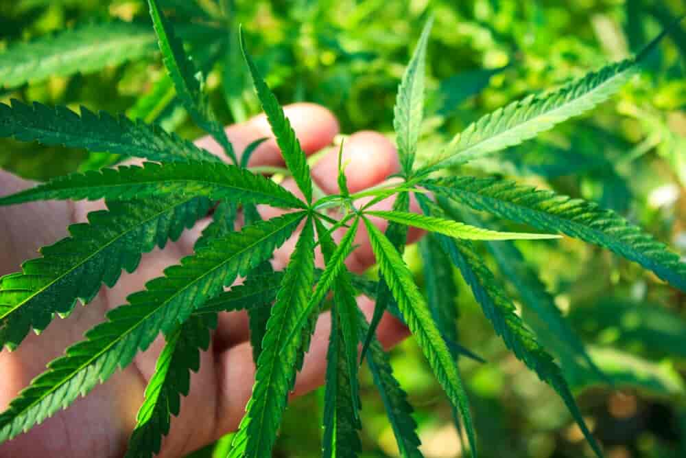 cannabis plant 
