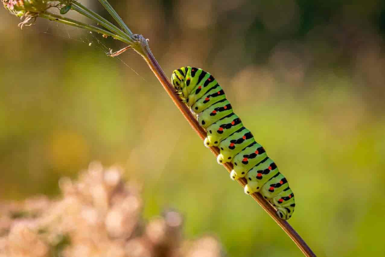 Caterpillar on stem