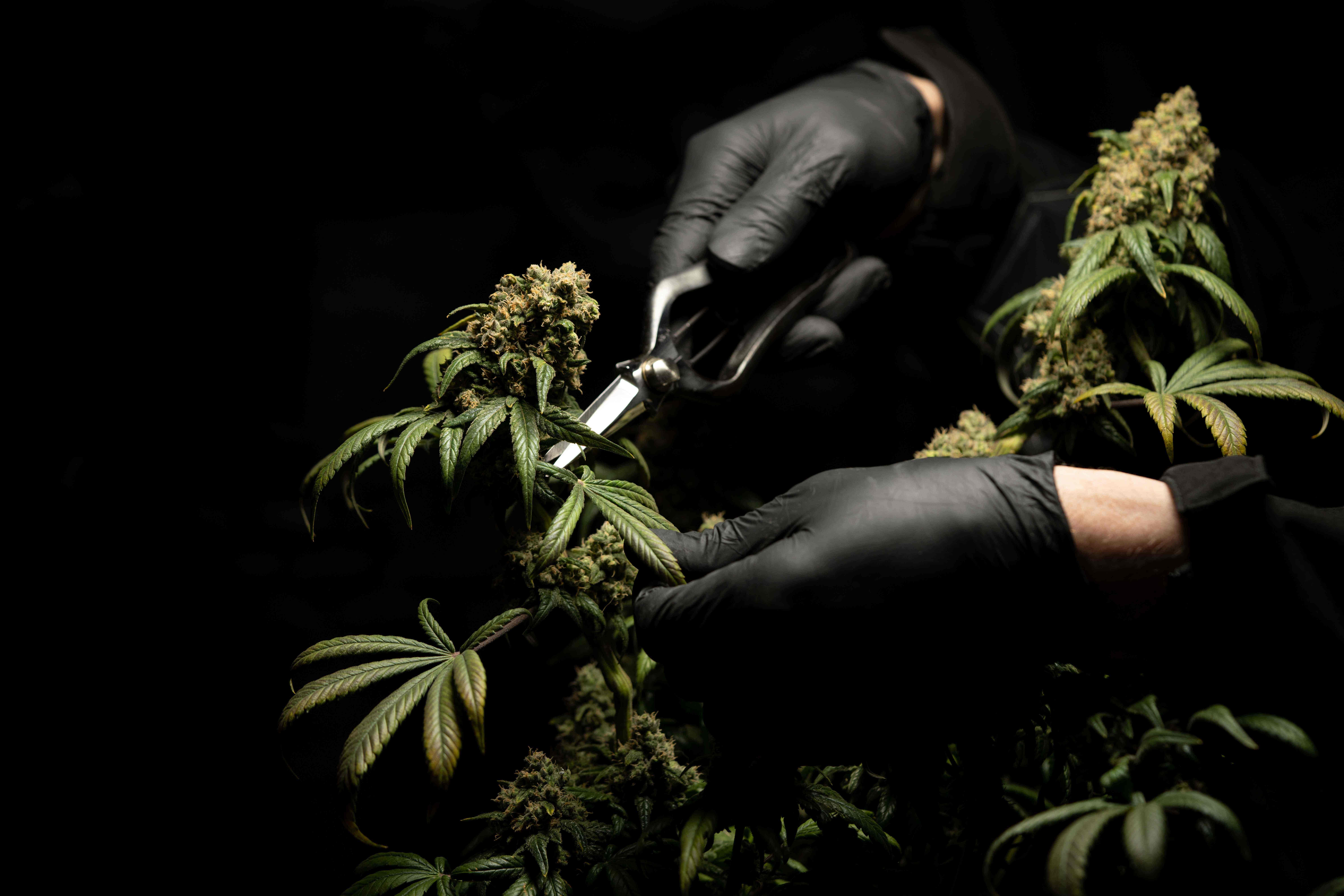 Harvesting Cannabis Plant