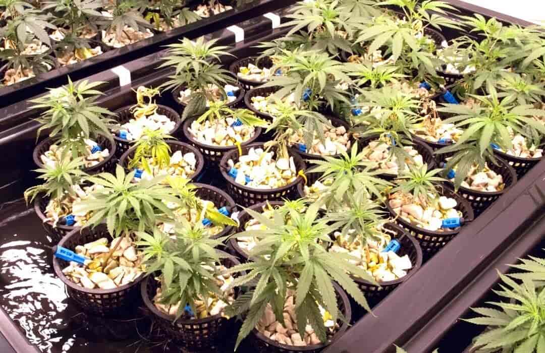 Cannabis plants