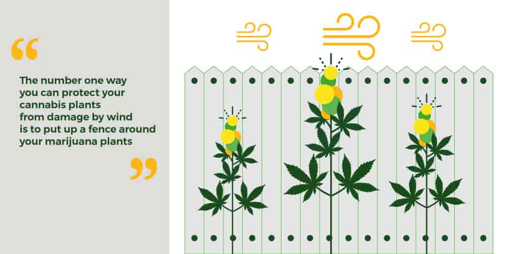 Fence around cannabis plants