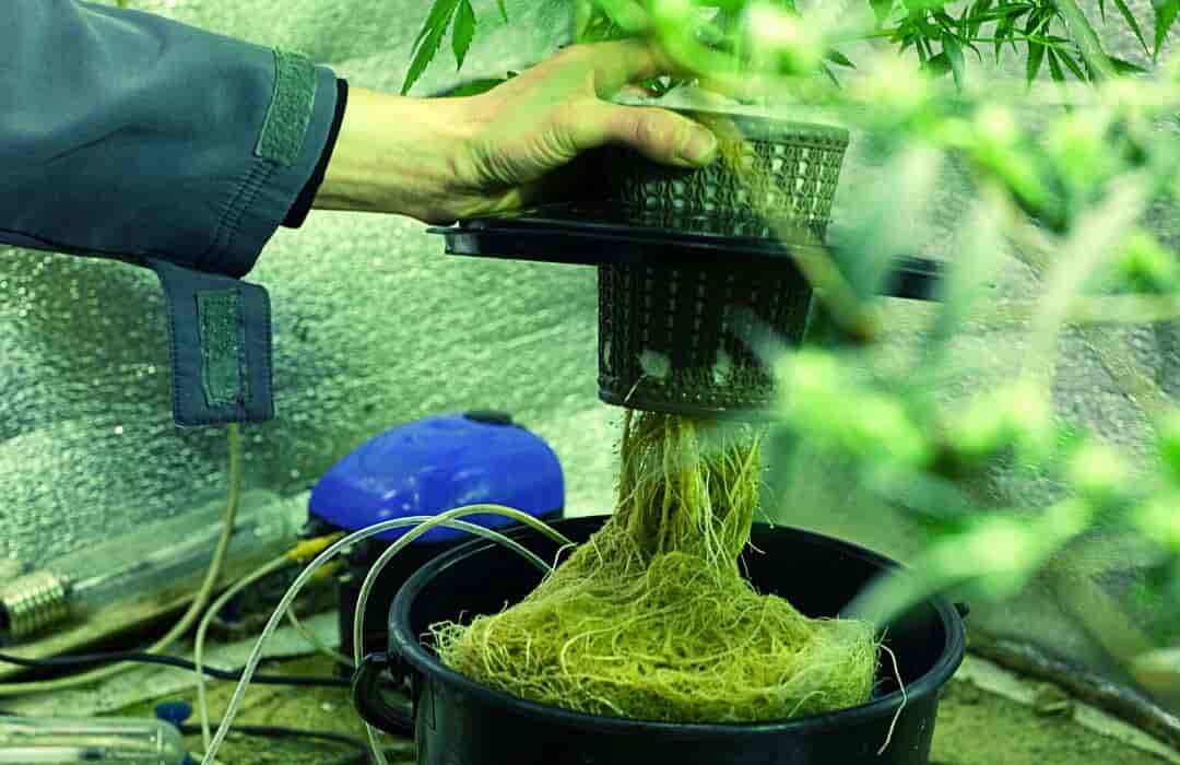 Hydroponic cannabis roots