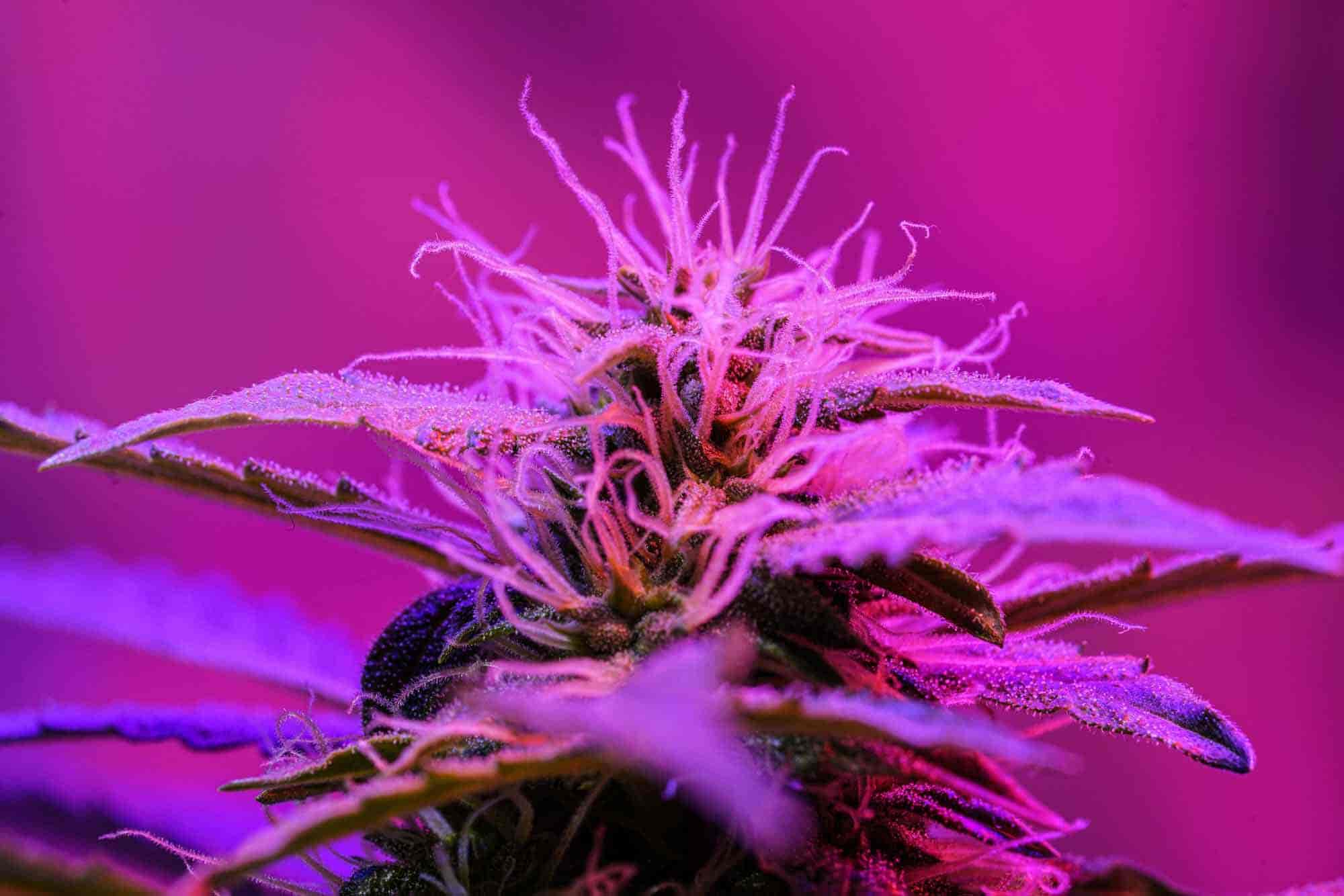 Cannabis top under LED light