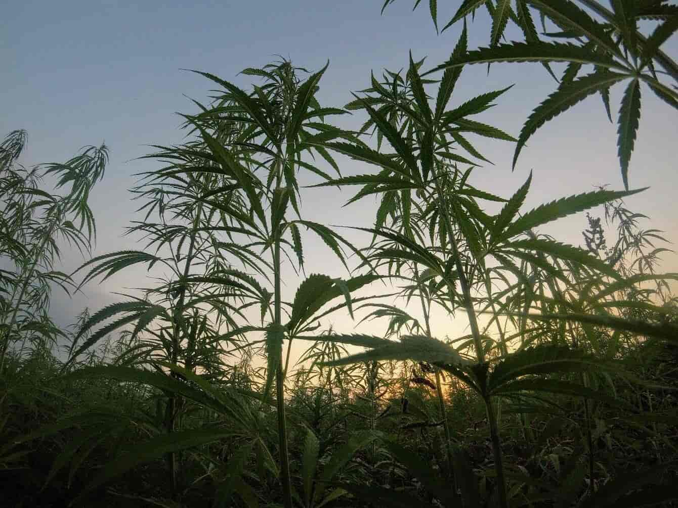 Outdoor cannabis plants