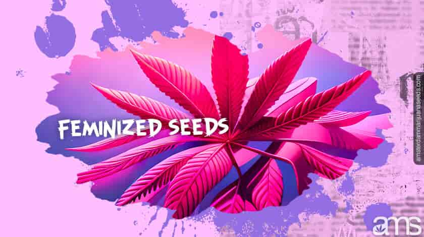 feminized seeds post img 01
