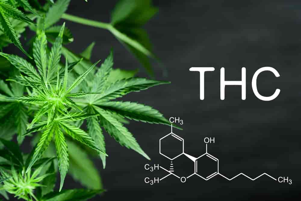 THC cannabis