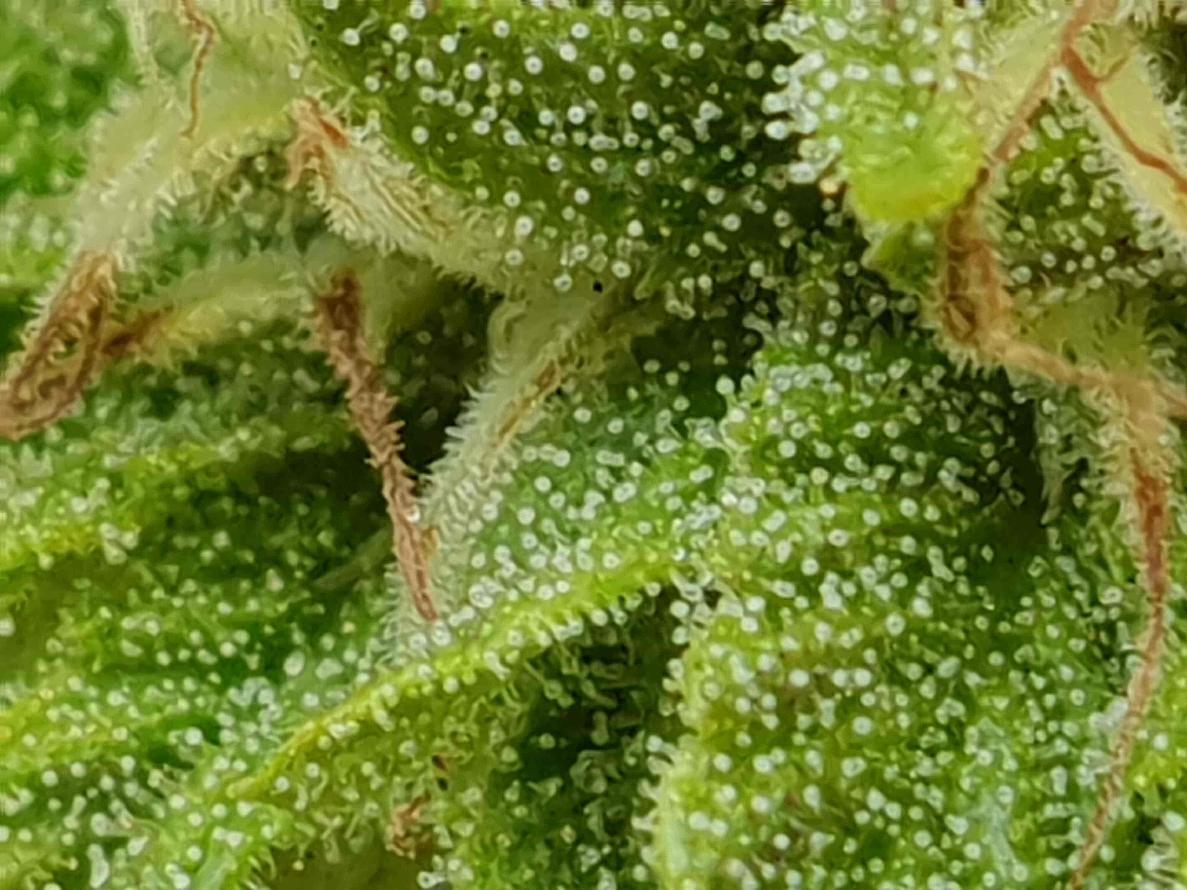 Trichomes Cannabis Plant