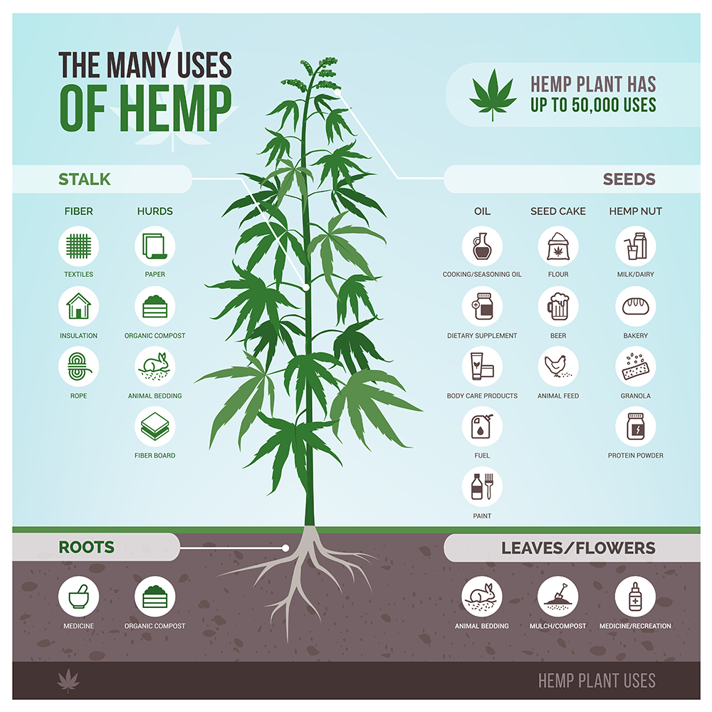 Infographic showing the many uses of hemp