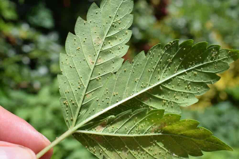aphid infestations on marijuana leaf