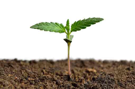 Seedling