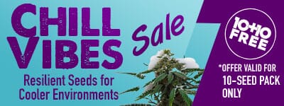 Chill Vibes Sale