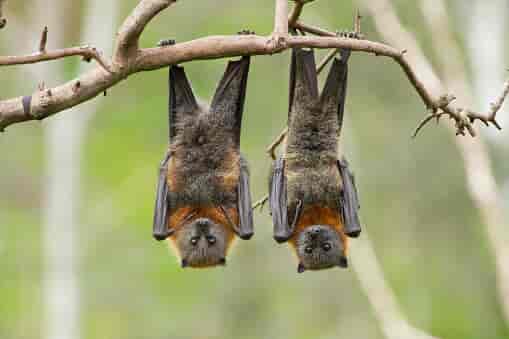 bats hanging