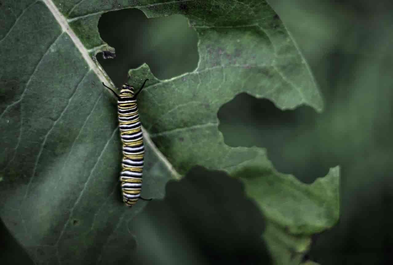 Caterpillar leaf