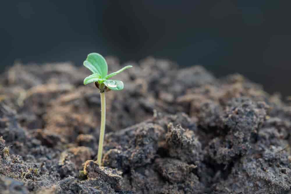 close up of weed plant seedling in soil