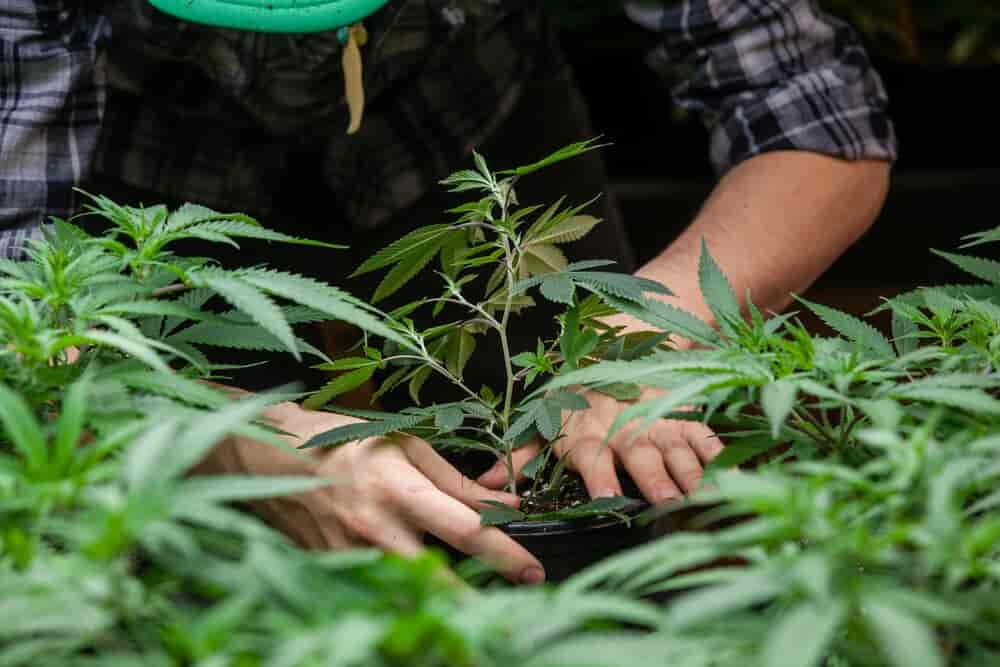 farmer cultivating cannabis