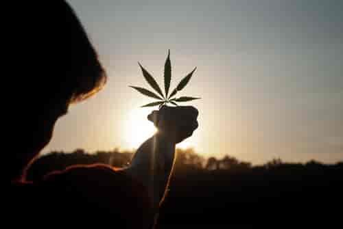 Cannabis leaf in front of sun