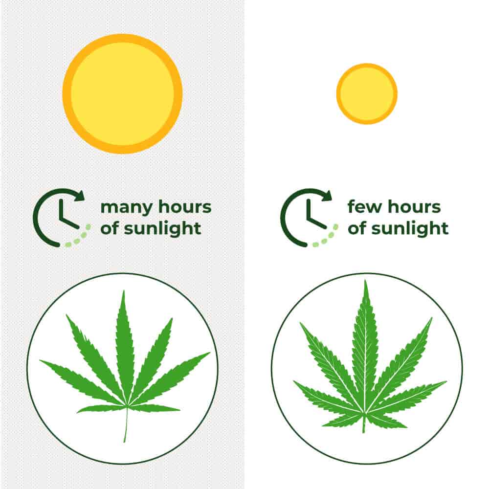 Hours Sunlight For Cannabis