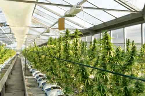 Greenhouse growing cannabis