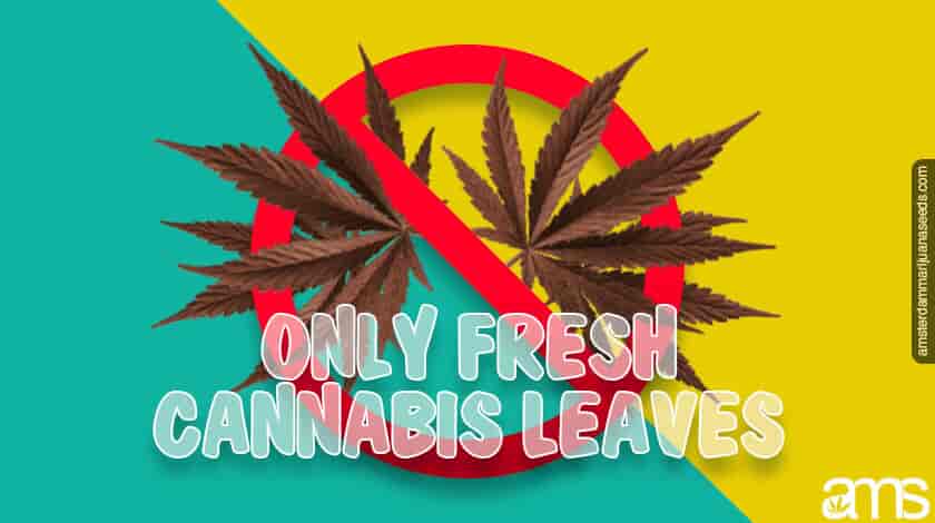 only fresh marijuana leaves