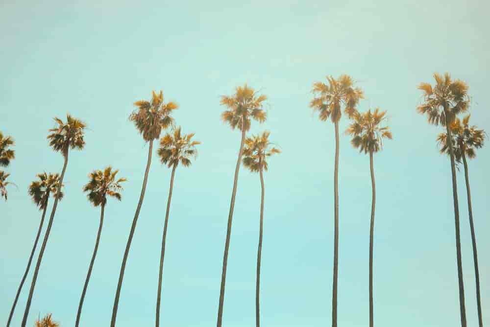 californian palm trees