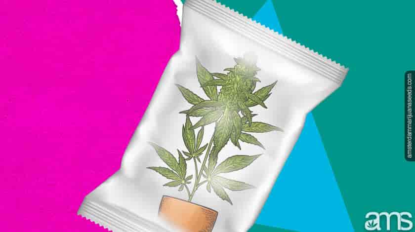 cannabis candy