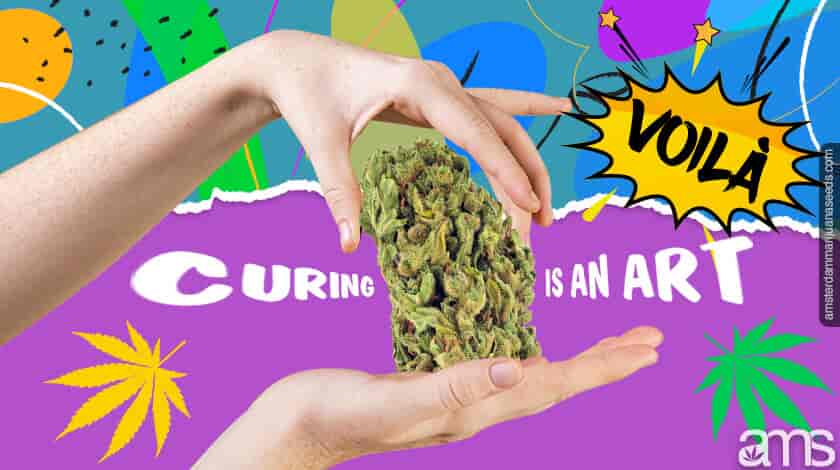 curing cannabis