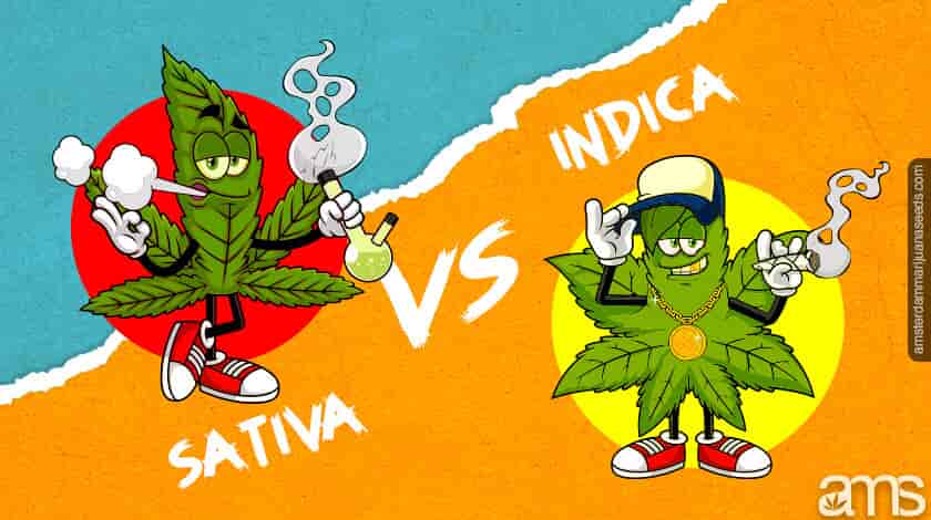 a sativa and indica leaf cartoon character standing next to each other